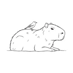 Observing Capybara Character - Capybara vector - Capybara Line art - Capybara Drawing - Vector Lineart of Capybara - Capybara illustration - its social disposition

