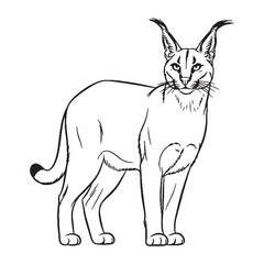 Focusing Caracal Head - Caracal vector - Caracal Line art - Caracal Drawing - Vector Lineart of Caracal - Caracal illustration - a symbol of wild dominance

