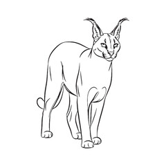 Establishing Caracal Form - Caracal vector - Caracal Line art - Caracal Drawing - Vector Lineart of Caracal - Caracal icon - its enduring character

