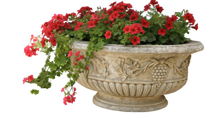 Elegant stone planter overflowing with vibrant red geraniums and green foliage isolated on transparent background