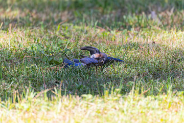 The Blue bird (Motacilla sialis) fights between males