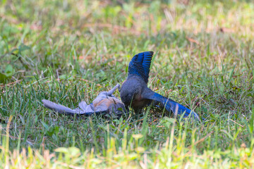 The Blue bird (Motacilla sialis) fights between males
