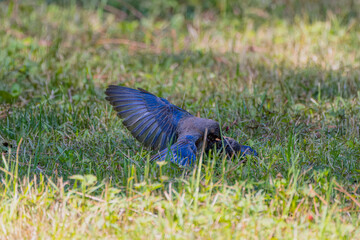 The Blue bird (Motacilla sialis) fights between males