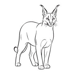 Unveiling Caracal Identity - Caracal vector - Caracal Line art - Caracal Drawing - Vector Lineart of Caracal - Caracal icon - an iconic wild feline

