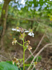 A bee on a white flower in the woods