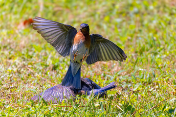 The Blue bird (Motacilla sialis) fights between males