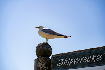 View of a seagull standing against blue background.