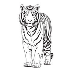 Tiger's Striking Quality - Tiger vector - Tiger Line art - Tiger Drawing - Vector Lineart of Tiger - Tiger illustration - a natural wild entity

