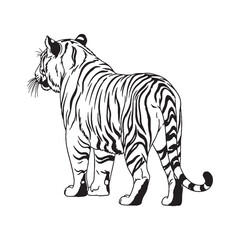 Big Cat Tiger Character - Tiger vector - Tiger Line art - Tiger Drawing - Vector Lineart of Tiger - Tiger icon - simple visual of great feline essence

