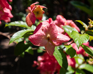 A radiant pink Mussaenda flower basks in tropical sunlight, revealing its delicate textures and bold foliage. Captured in a lush garden in the Dominican Republic.