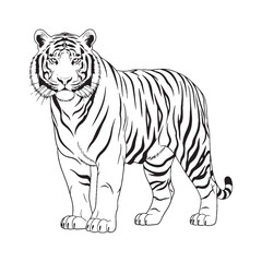 Tiger's Robust Build - Tiger vector - Tiger Line art - Tiger Drawing - Vector Lineart of Tiger - Tiger icon - inherent power


