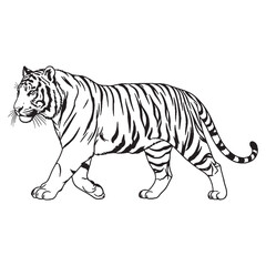 The Solitary Tiger's Nature - Tiger vector - Tiger Line art - Tiger Drawing - Vector Lineart of Tiger - Tiger illustration - representing its individual character

