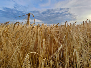 A field of ripe wheat under a cloudy sky