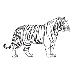 Obraz premium A Majestic Tiger Presence - Tiger vector - Tiger Line art - Tiger Drawing - Vector Lineart of Tiger - Tiger illustration - radiating its strength