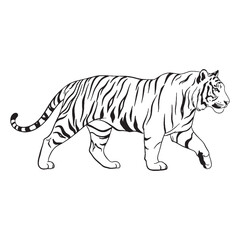 Showing Tiger Wildness - Tiger vector - Tiger Line art - Tiger Drawing - Vector Lineart of Tiger - Tiger illustration - its powerful nature

