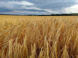 A field of ripe wheat under a cloudy sky