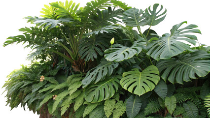 Lush green tropical philodendron and monstera plant leaves with delicate ferns isolated on transparent background