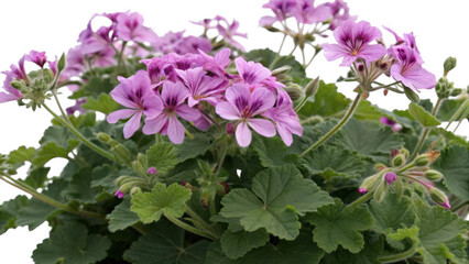 Delicate pink geranium flowers with green leaves isolated on transparent background