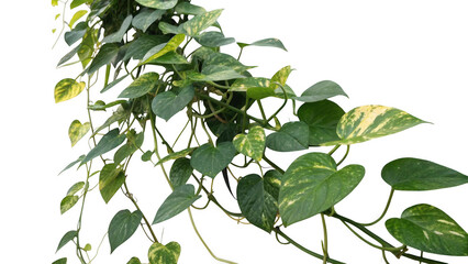 Variegated golden pothos epipremnum aureum plant vines isolated on transparent background