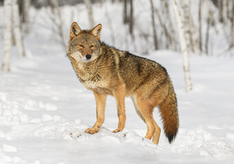 Coyote (Canis latrans) Stands on Small Mound Looking Out Winter