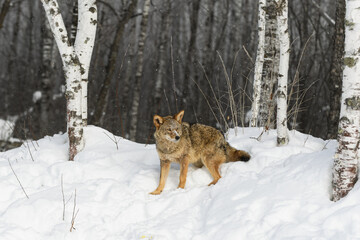 Coyote (Canis latrans) Turns in Birch Forest Winter
