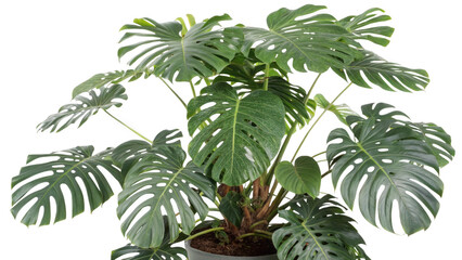 Lush green monstera deliciosa plant with distinctive fenestrated leaves isolated on transparent background