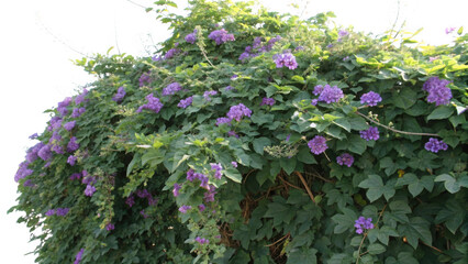 Abundant clusters of vibrant purple flowers on a lush green vine isolated on transparent background