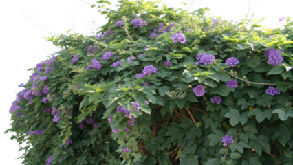 Abundant clusters of vibrant purple flowers on a lush green vine isolated on transparent background