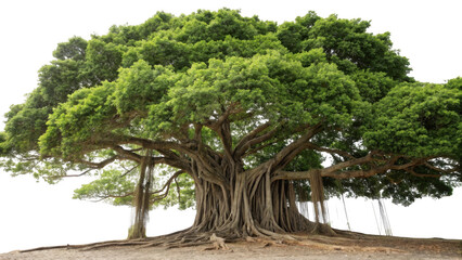 Majestic banyan tree with aerial roots and lush green canopy isolated on transparent background