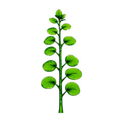 A single stem with round green leaves growing up the stem on a black background illustration on transparent background
