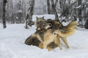 Grey Wolves (Canis lupus) Pile Together Winter
