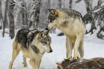 Grey Wolf (Canis lupus) Passes Packmate Standing on Deer Carcass Winter