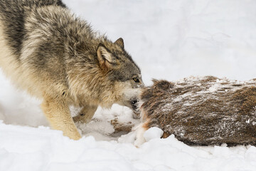 Grey Wolf (Canis lupus) Grabs Bite of White-Tail Deer Carcass Winter
