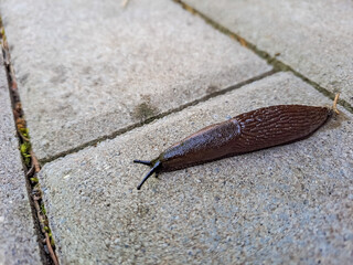 Arion Vulgaris aka Spanish slug. The most Invading animal in Europe.Czech nature