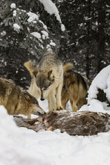 Grey Wolf (Canis lupus) Looks Down at Packmate Sniffing White-Tail Deer Carcass Winter