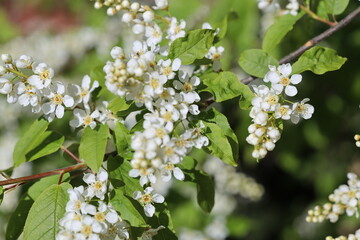 Close-up shot of a branch with multiple white flowers