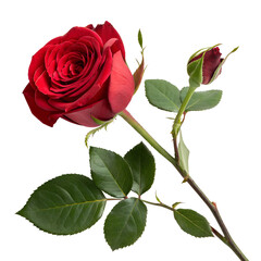 Fototapeta premium A beautiful red rose in full bloom, isolated on transparent background, symbolizing love and romance with its vibrant petals