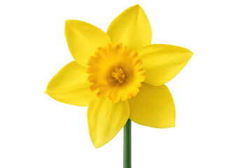 Fototapeta premium Yellow daffodil blossoming, revealing intricate petal details and strong green stem against clean transparent backdrop