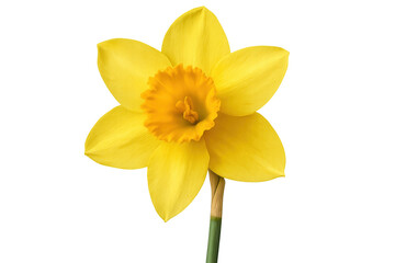 Vibrant yellow daffodil blooming against a transparent background, enhancing spring projects with its fresh and elegant beauty