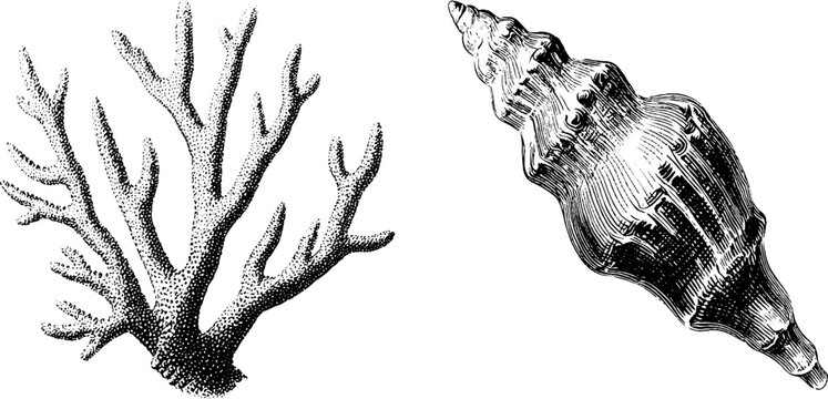 Intricate engraved coral and shell illustration for oceanic designs