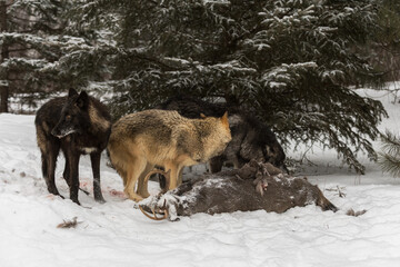Grey Wolves (Canis lupus) Look Around at White-Tail Deer Carcass Winter