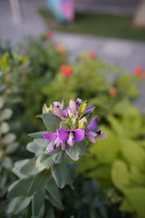 Close-up of vibrant purple wildflowers with delicate petals and fuzzy stamens, surrounded by soft green foliage. The background is artistically blurred, creating a dreamy bokeh effect.
