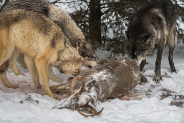 Grey Wolves (Canis lupus) Noses Down in Deer Carcass Winter