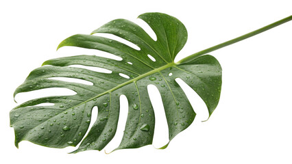 Vibrant green monstera leaf with water droplets isolated on transparent background