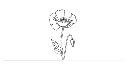 Simple line drawing of a poppy flower with a bud and leaves on transparent background 
