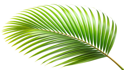 Obraz premium Tropical Palm Leaf on transparent background