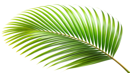 Tropical Palm Leaf on transparent background