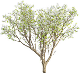 Side view of Pear Tree	- Pyrus Cordata
