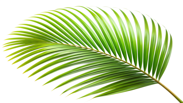 Tropical Palm Leaf on transparent background