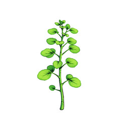 Obraz premium A single stem of watercress with round leaves against a plain black background illustration on transparent background